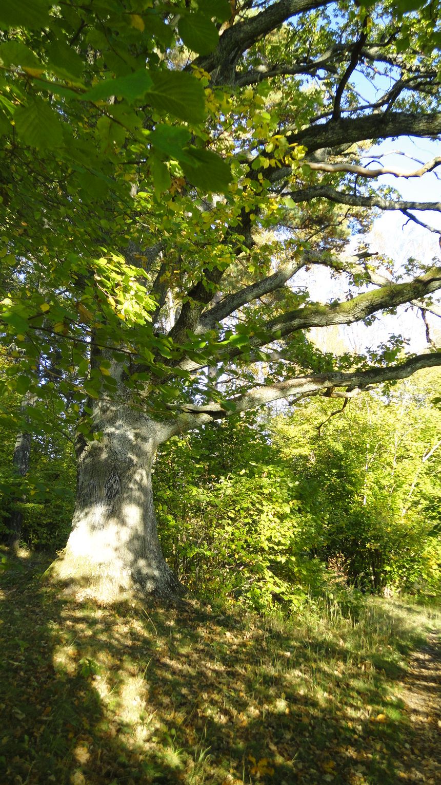 Las tu stary, dębowy. Tylko sporadycznie  spotkyka sie inne drzewa.