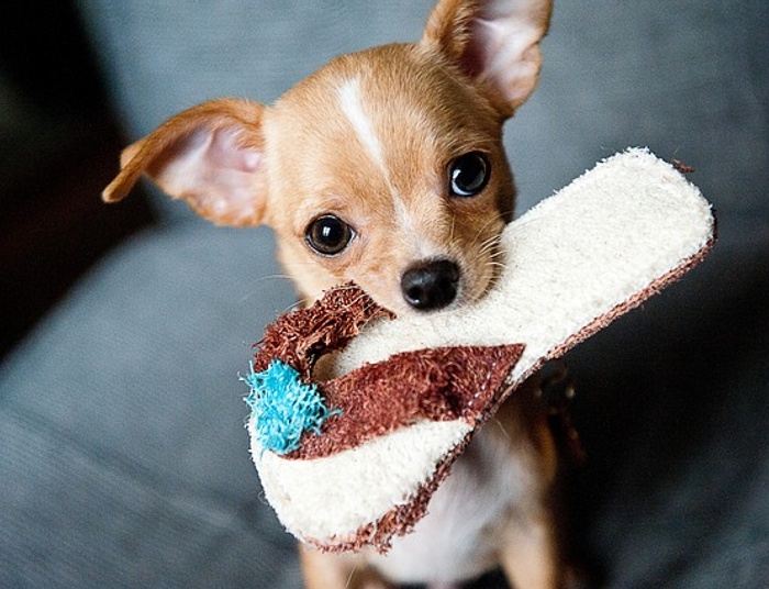 Chihuahua - najmniejszy pies świata, gwiazda Hollywood