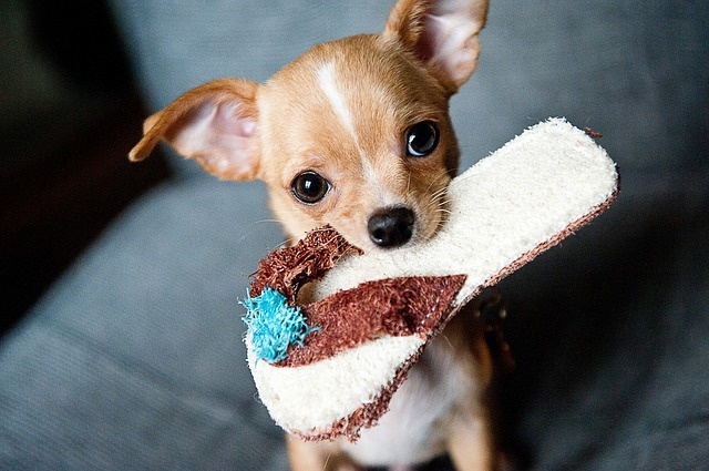 Chihuahua to najmiejsze pieski świata.