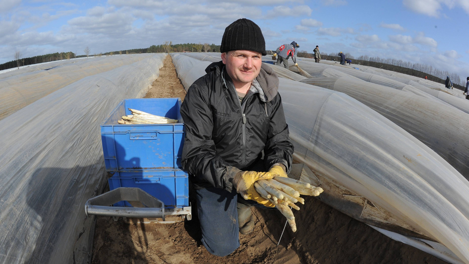 Polski robotnik sezonowy zbierający szparagi w Niemczech / źródło: PAP/EPA