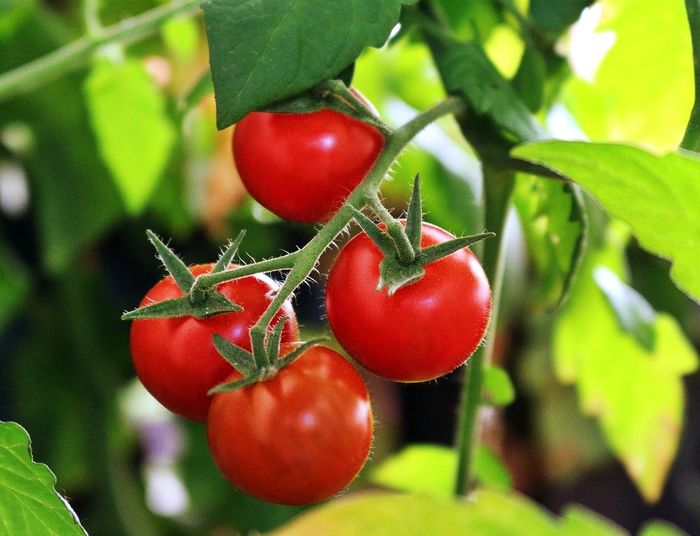 Sezon na pomidory gorszy od ubiegłego