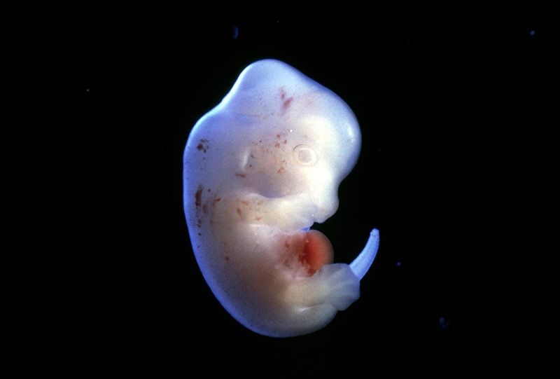 Embrion szczura z ludzkimi komórkami. Fot. zagraniczna domena publiczna