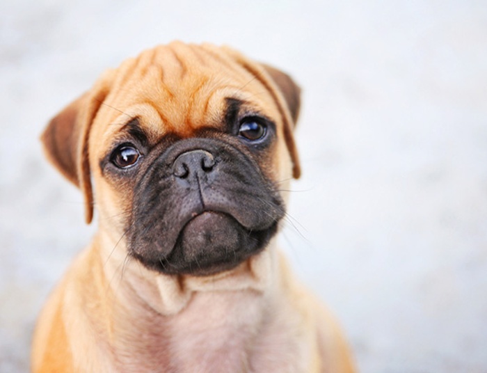 Kiedy wreszcie sądy zaczną skazywać za podłe traktowanie zwierząt?