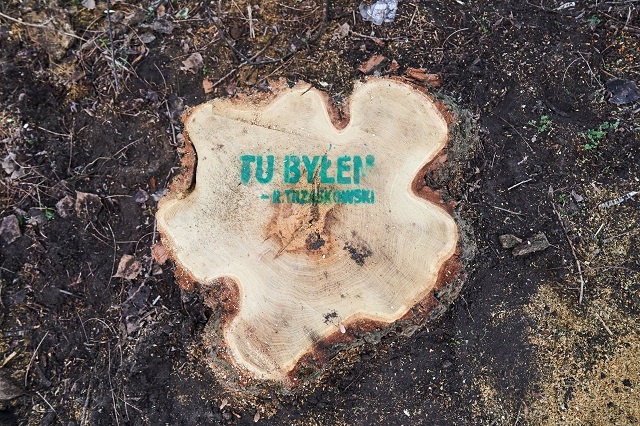 Aktywiści Greenpeace oznaczyli drzewa wycięte w poniedziałek na praskim brzegu Wisły w Warszawie napisami „Tu byłem - Rafał Trzaskowski”.  Fot. Twitter/Greenpeace_PL
