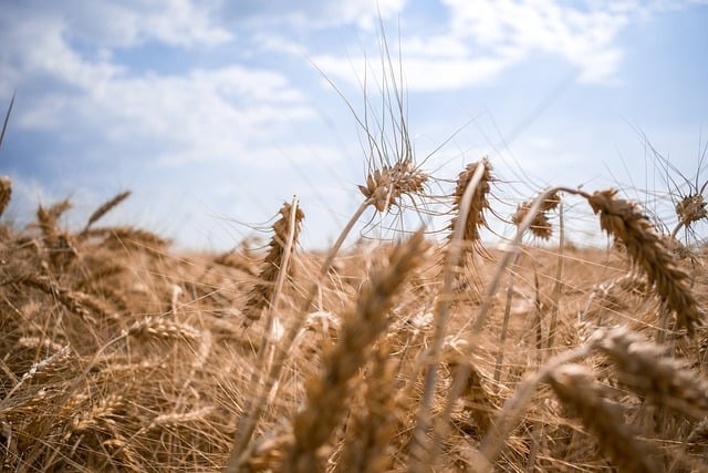 Rolnictwo na Ukrainie ma zupełnie inną strukturę niż w Polsce Fot. Pixabay