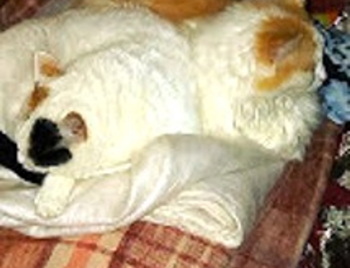 tryptyk z syberyjską i deszczem