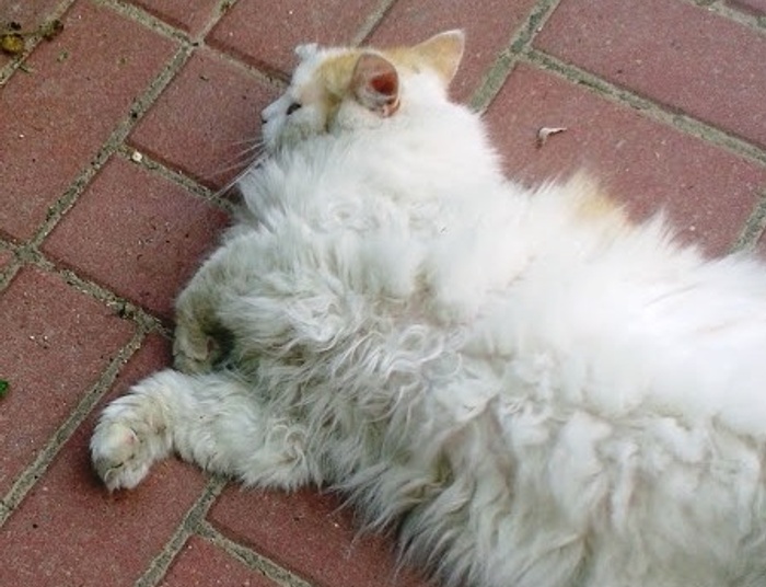 salonowa dama syberyjska, czyli układ przywspółczulny ("kawałek szczęśliwego ciała")