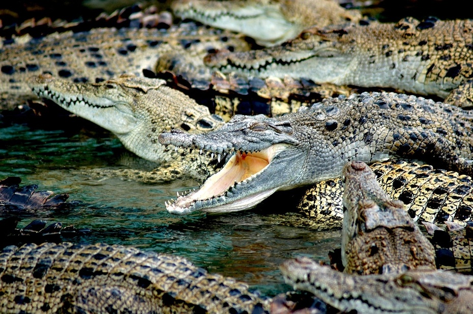 Krokodyle pożarły wędkarza w Australii, fot. Pixabay