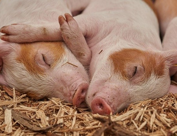 Rolnictwo i polityka w cieniu ustawy o ochronie zwierząt