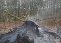 Gaszenie pożaru zabytkowego dębu Jagiełły. Fot. Facebook/ OSP Lidzbark