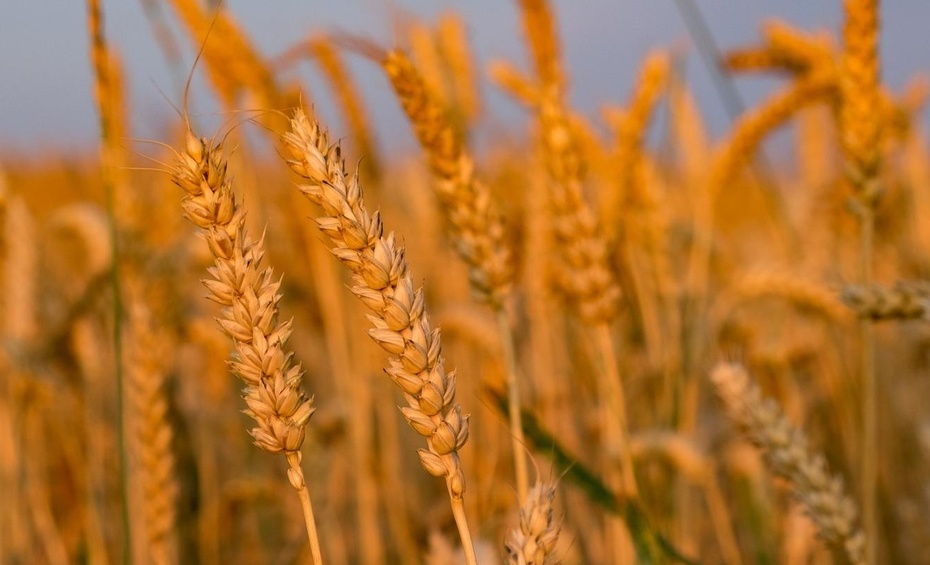 Zawarto porozumienie w sprawie produktów rolno-spożywczych z Ukrainy.