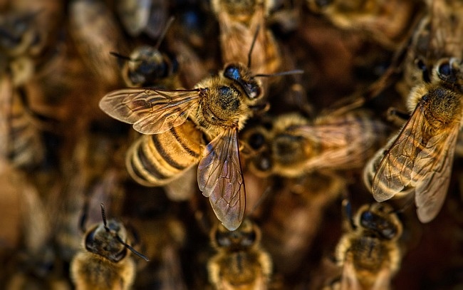 Pszczoły w warunkach miejskich wymagają ludzkiego wsparcia, fot. Pixabay