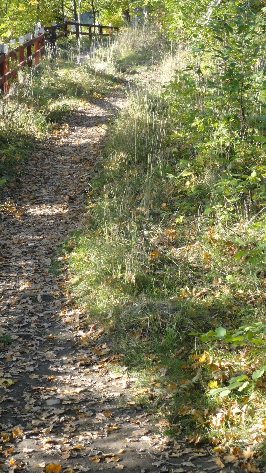 Polna droga, która prowadzi w głąb lasu, w kierunku jeziora.