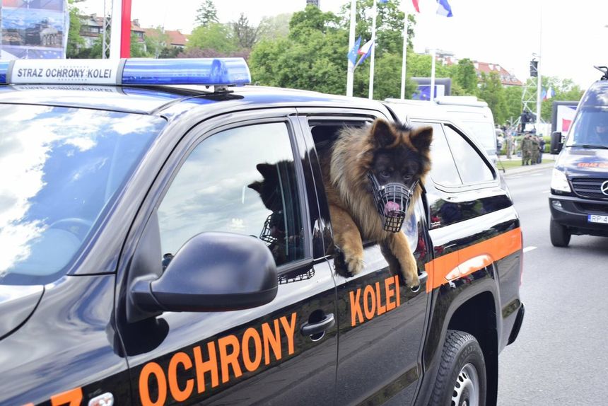 Pies Straży Ochrony Kolei na defiladzie. Fot. Twitter/Monika Kaniewska