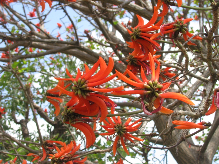 To zdjęcie ma związek z pewnym zakazanym słowem. Drzewo koralowe (Erythrina caffra), w języku Afrikaans nosiła nazwę "kaffirboom". Obecnie raczej nazywana "kuskoraalboom". Pretoria, zdjęcie własne