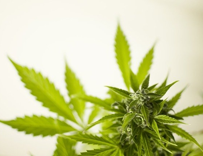 petent palił marihuanę w Urzędzie Miejskim