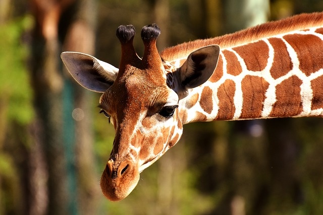 Naukowcy mówią o cichym wymieraniu żyraf.