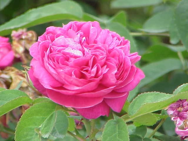 Najcenniejszy olejek różany uzyskuje się z róży damasceńskiej. Fot. Kurt Stüber/CC BY-SA 3.0