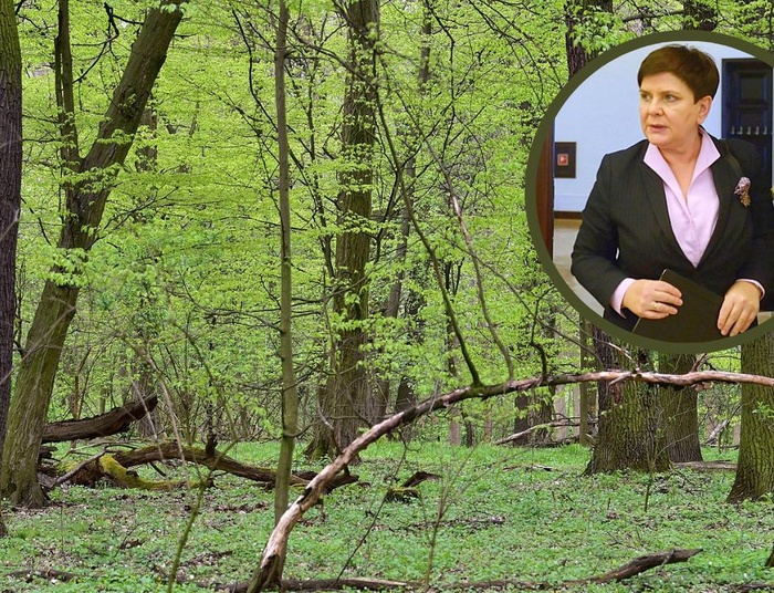Wyrok TSUE w sprawie polskich lasów. Ważna polityk PiS: "Nie chodzi o obronę przyrody"