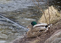 Skrzydlaci mieszkańcy jeziora.