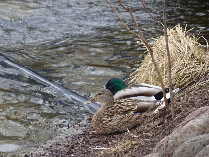 Skrzydlaci mieszkańcy jeziora.