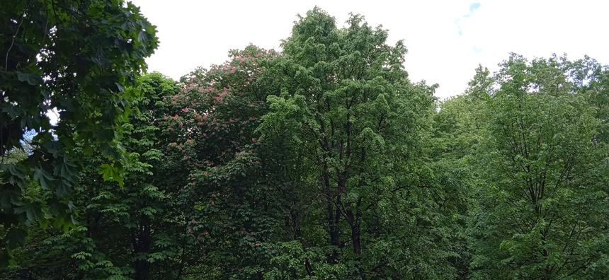 Drzewa - zdj. Katarzytna Krupska