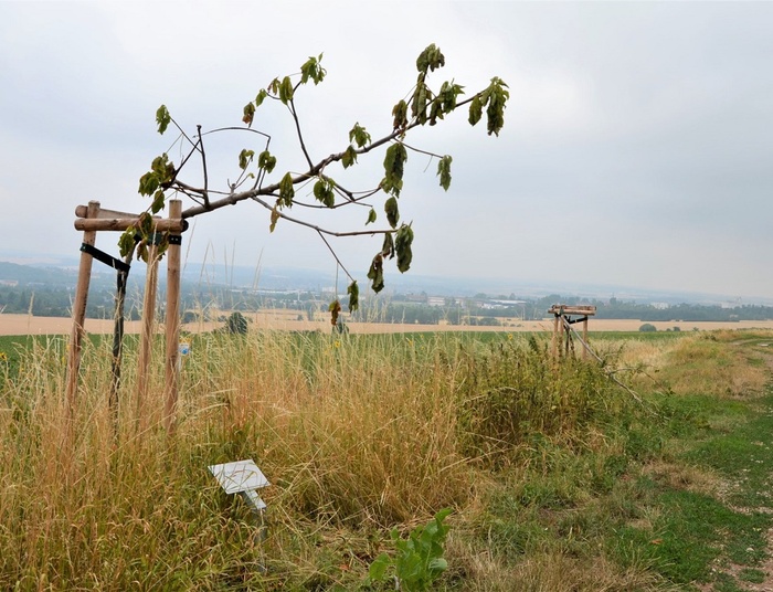Kolejny, podobny skandal w Niemczech. Zniszczono miejsce pamięci ofiar nazizmu