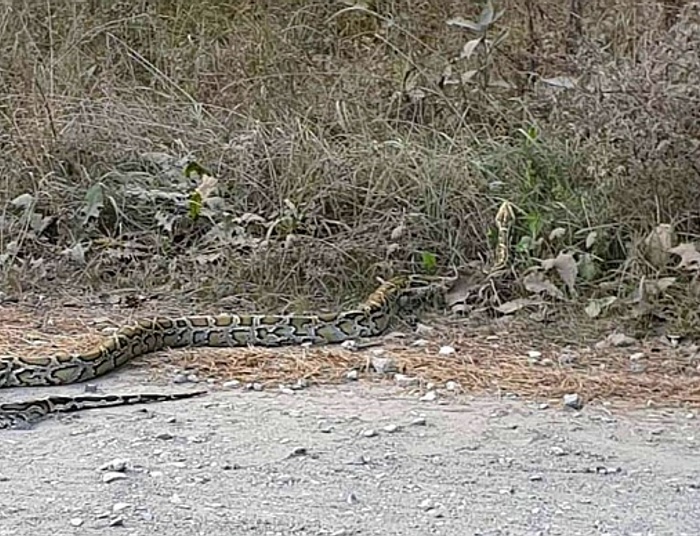 Ponad dwumetrowy pyton tygrysi znaleziony na drodze. Nie udało się go uratować