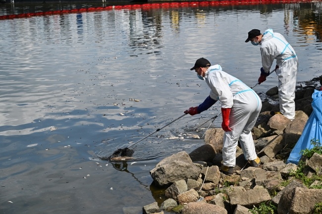 Akcja usuwania martwych ryb z Odry w miejscowości Krajnik Dolny, fot. PAP/Marcin Bielecki