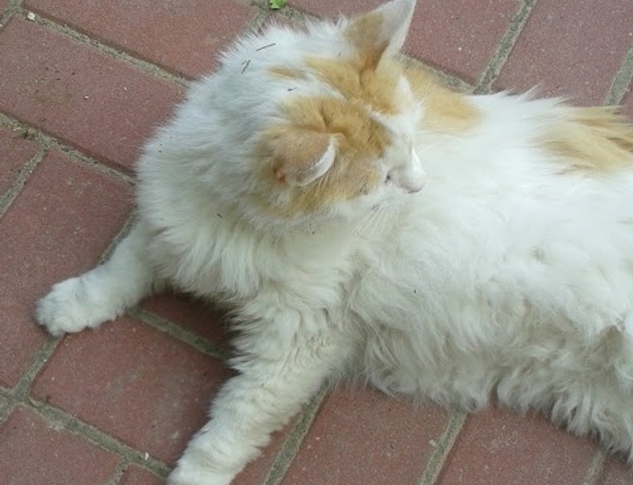 salonowa dama syberyjska, czyli pożytki z asertywności