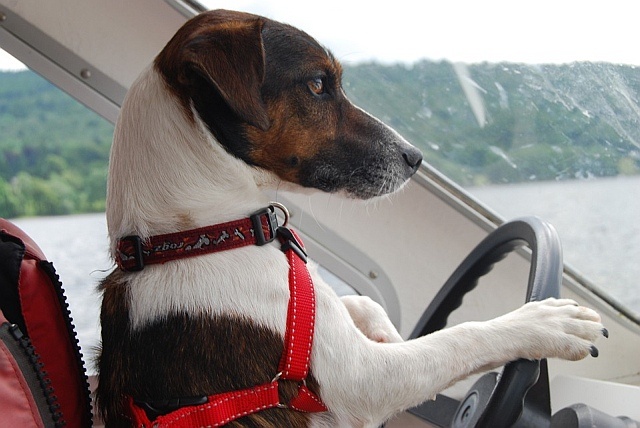 Psy rasy Jack Russell terrier to prawdziwi celebryci wśród psów, fot. Pixabay