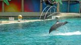 Delfiny dysponują ogromną siłą. Tu delfinowa katapulta. Zdjęcie: Alpejski