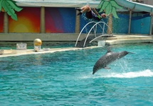 Delfiny dysponują ogromną siłą. Tu delfinowa katapulta. Zdjęcie: Alpejski