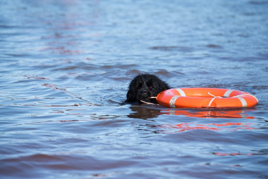 Nowofunlandy to jedna z ras najbardziej przyjaznych człowiekowi oraz najlepiej pływająca z psów. Fot. Shutterstock