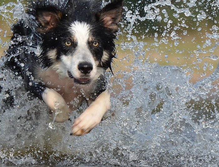 Rasy psów dla aktywnych
