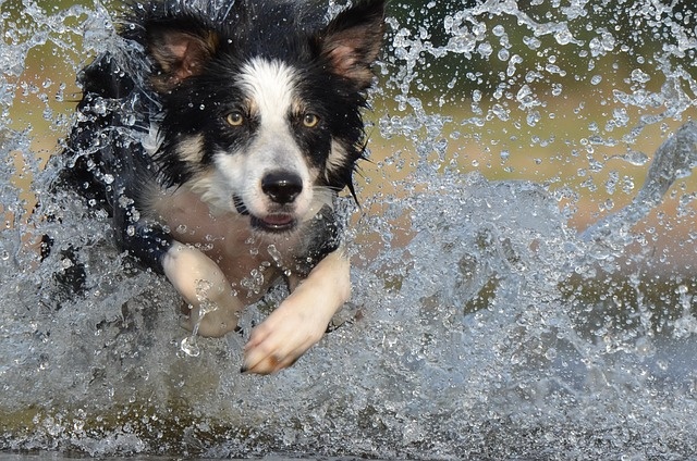 Border collie to pies wymagający dużej aktywności. Jest szczęśliwy, gdy może biegać, aportować, bawić się.