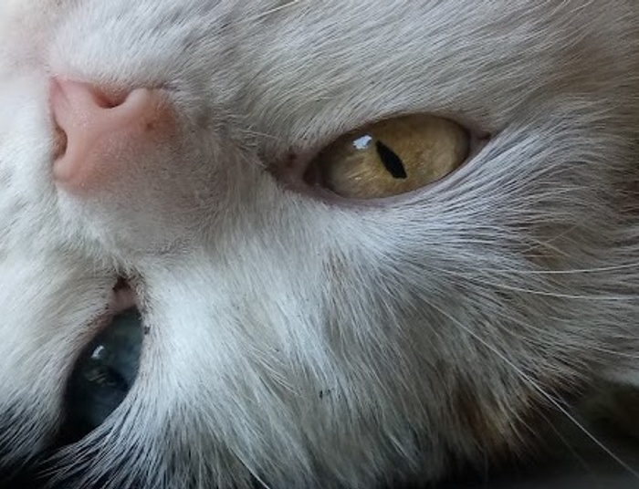 salonowa dama syberyjska, czyli aneks do rytuałów