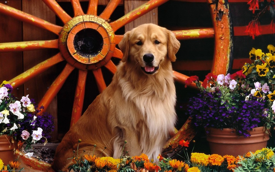 Golden retriever to przyjacielski, inteligentny i pełen energii pies.