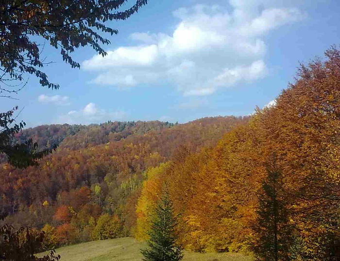 Indiańskie lato i kot w rozmarynie, w Beskidzie Sądeckim:)