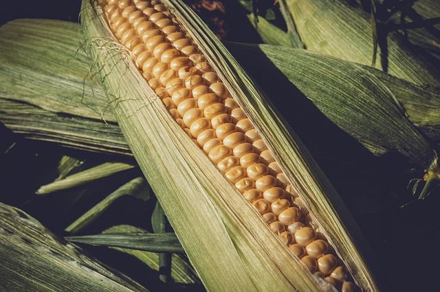 Do produkcji bioplastiku używa się kukurydzy