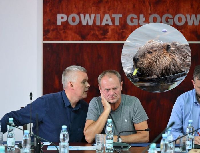 Ekolodzy wściekli na Tuska. Premier za powódź obwinił... bobry