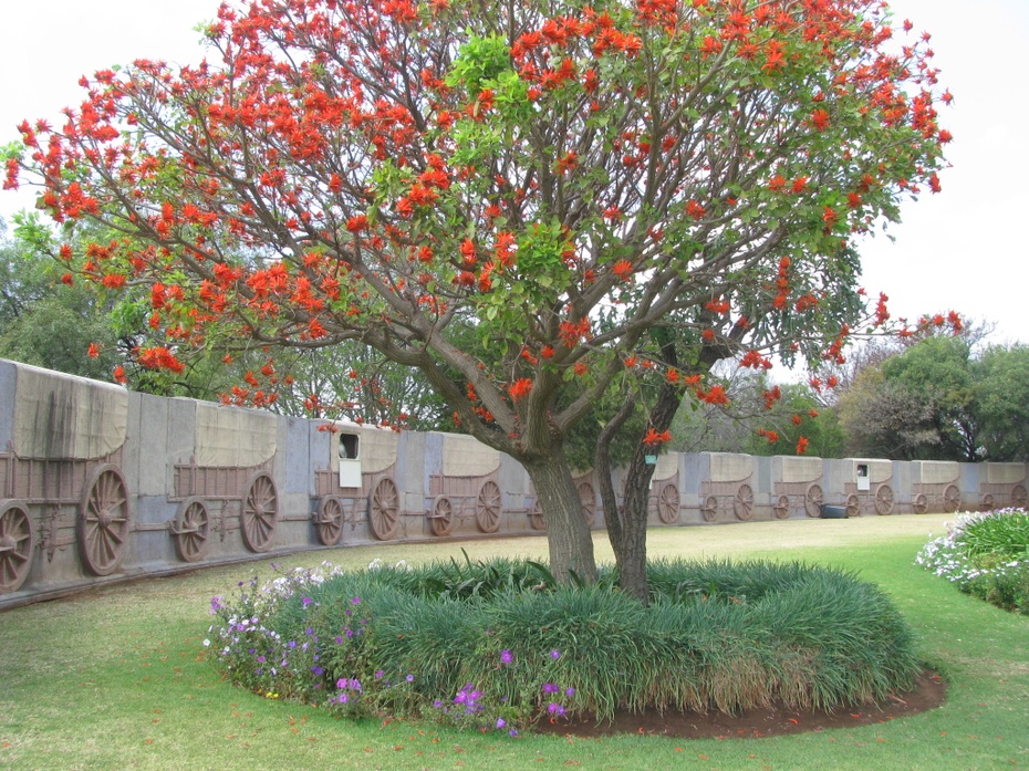 Drzewo o niepoprawnej politycznie nazwie: Erythrina caffra, Pomnik Voortrekkera, Pretoria, zdjęcie własne