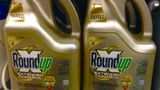 Sąd orzekł, że Roundup jest rakotwórczy.fot. Flickr