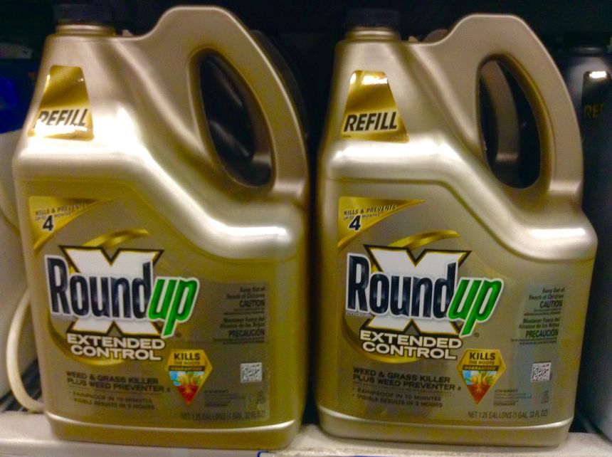 Sąd orzekł, że Roundup jest rakotwórczy.fot. Flickr