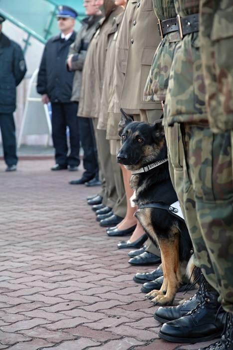 Pan Pies Służbowy Straży Granicznej. Foto - źródło: http://zonadwislanski.pl/jest-jednak-szansa-na-zdecydowany-krok-ucywilizowania-przepisow-dotyczacych-swiadczen-emerytowanych-psow-sluzbowych