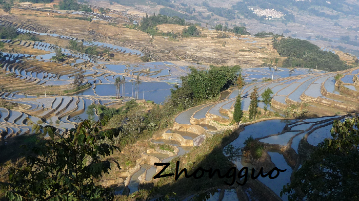 Ryżowe tarasy (Zhongguo 2011)