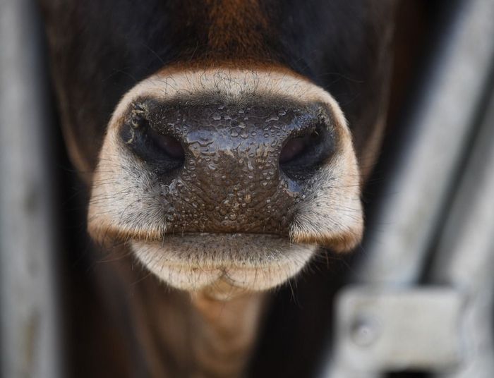 Pryszczyca u granic Polski. Służby weterynaryjne w gotowości