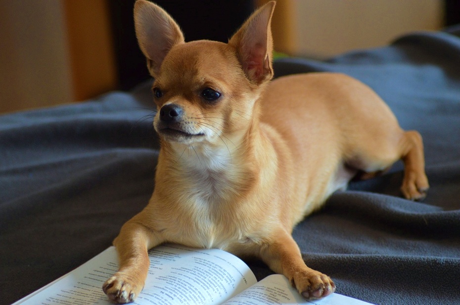 Chihuahua idelanie odnajduje się nawet w małych mieszkaniach.