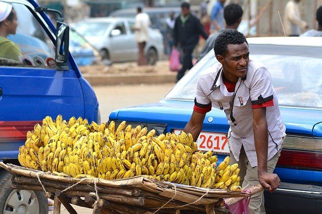 banany uprawa