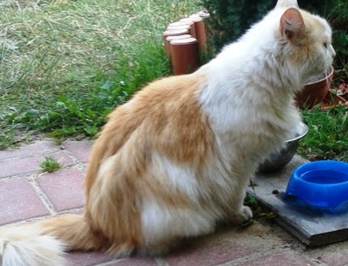 salonowa dama syberyjska, czyli o korzyściach z niestargetowania